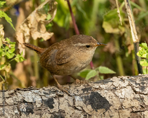 British wild bird favourite the Eurasian wren. One of the smaller British birds commonly called, Jenny Wren.