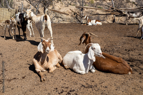 Foto Goats resting in farm pen on sunny day