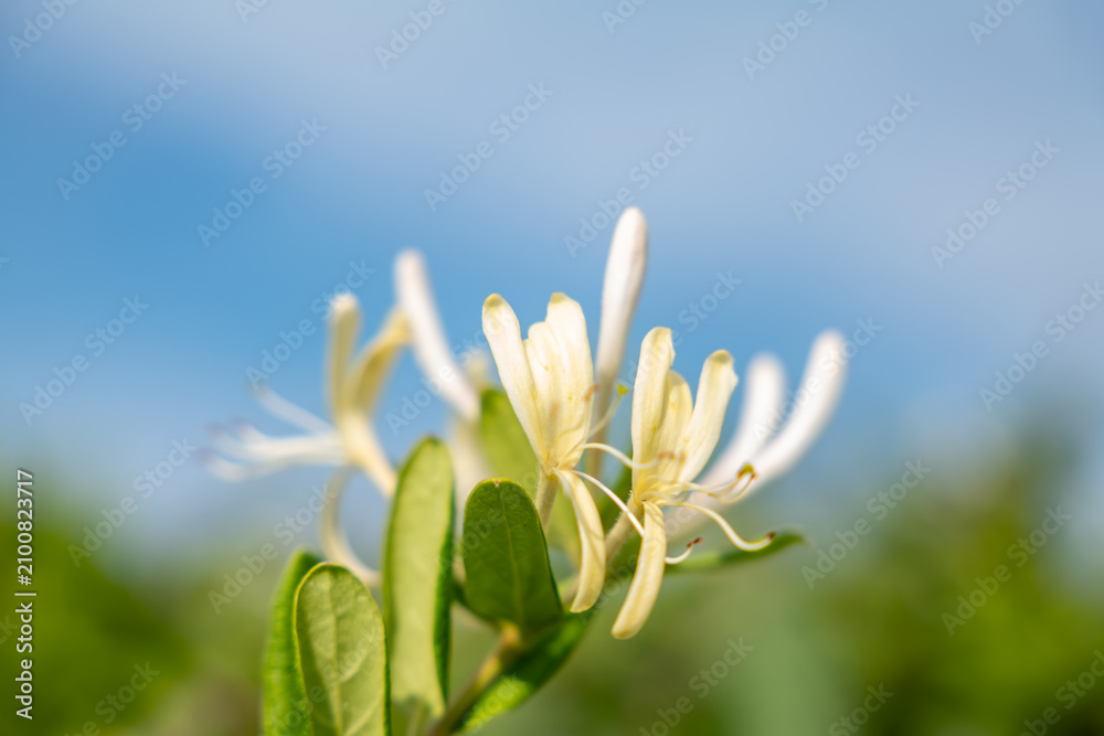 Fototapeta premium Lonicera japonica, known as Japanese honeysuckle and golden-and-silver honeysuckle. Cape Tsumeki, Shimoda city, Izu Peninsula,Shizuoka Prefecture, Japan. Philippine Sea Plate. 