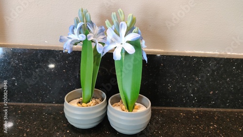 Minimalist Blue Artificial Hyacinth Flowers in Grey Pots on Black Granite Countertop Website Banner with Design Space for Interior Decor