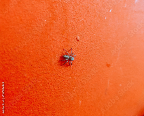 Minimalist Macro Photography of a Small Jumping Spider on Vibrant Orange Textured Surface, Commercial Background with Copy Space and Flexible Layout for Pest Control Design
