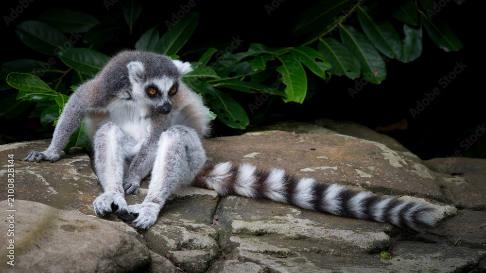 Fototapeta premium Ring-tailed Lemur Sitting on a Rock