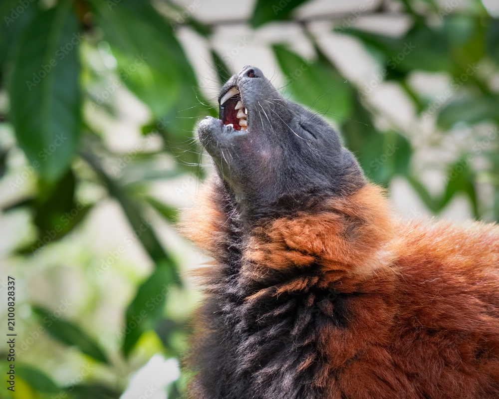 Fototapeta premium Red Ruffed Lemur Enjoying its Food