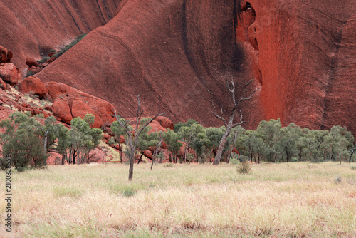 View of dry trees in front of a big canyon.