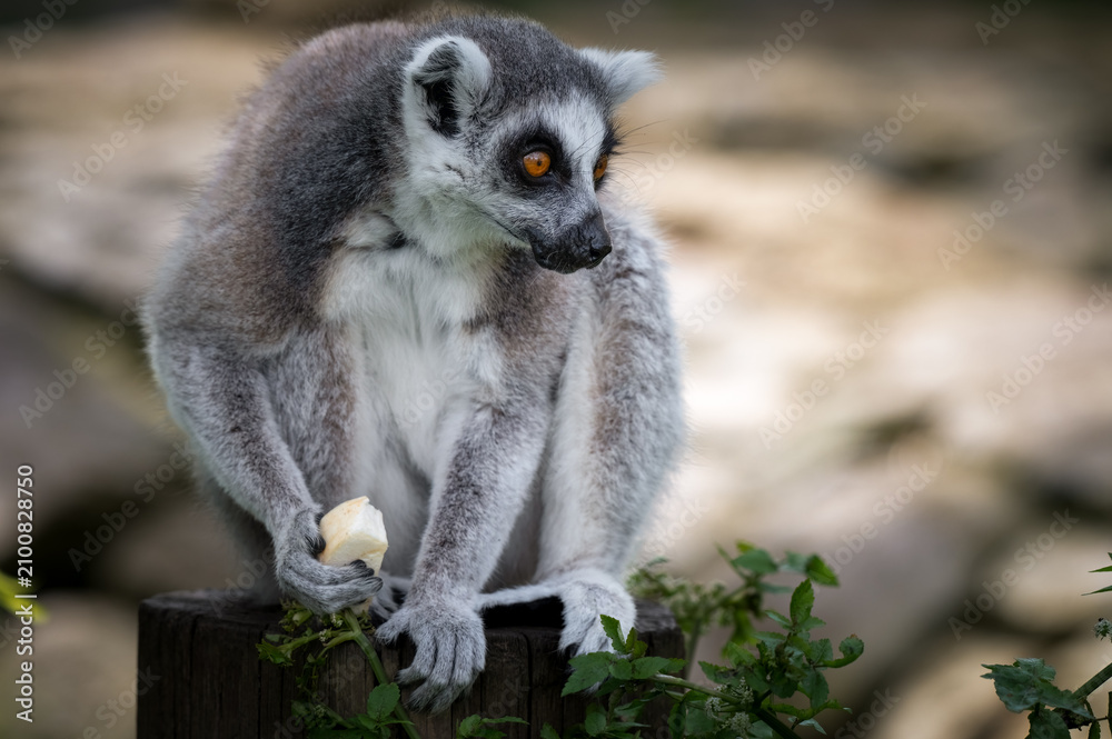 Obraz premium Ring-tailed Lemur Holding Some Food