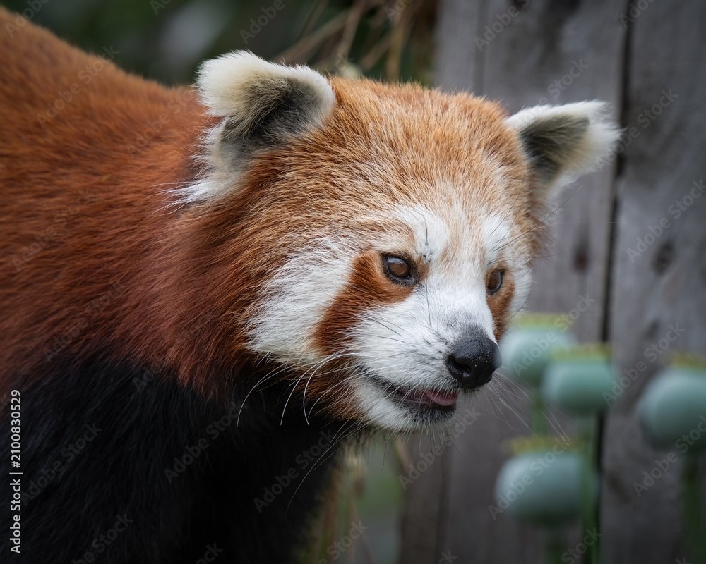 Obraz premium Close up Cute Red Panda