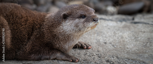 Cute Asian Short Clawed Otter