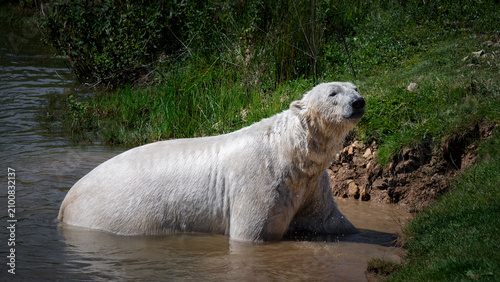 Polar Bear Climbing out of  Water