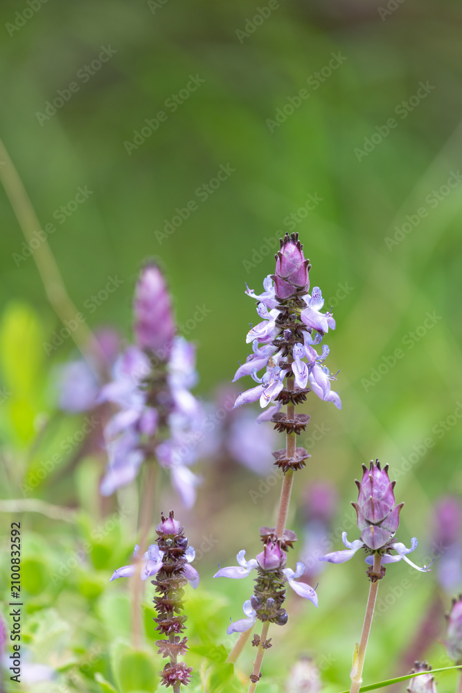 Obraz premium Lobster bush (plectranthus neochilus) flowers in bloom