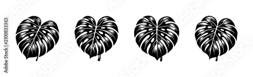 Schilderij op canvas Monstera deliciosa leaves in a striking black and white graphic style