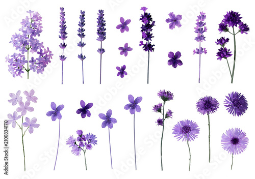 A collection of various purple flowers on transparent background