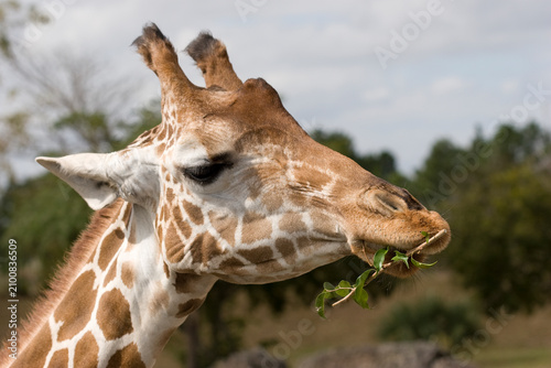 Photography Reticulated Giraffe