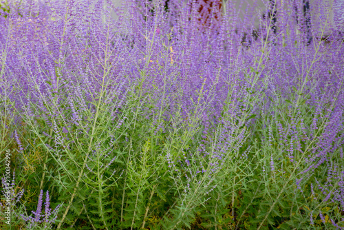 Selective focus purple blue spire flowers in the garden with warm sunlight, Salvia yangii or Perovskia atriplicifolia is a flowering herbaceous perennial plant and subshrub, Natural floral background.