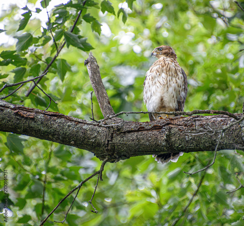 Fotografía juvenile cooper's hawk Astur cooperii on branch with dawn in beak bill details