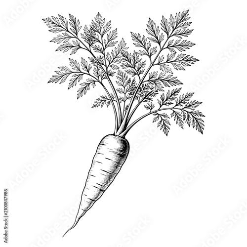 Hand Drawn Premium Carrot Branch with Leaves Botanical  Illustration