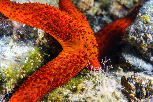 close up of red starfish