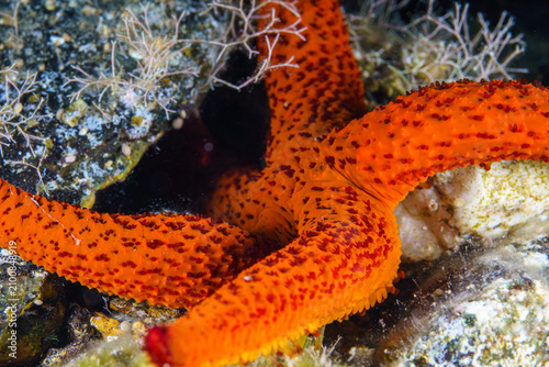 close up of red starfish