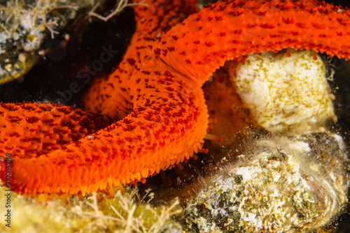 close up of red starfish