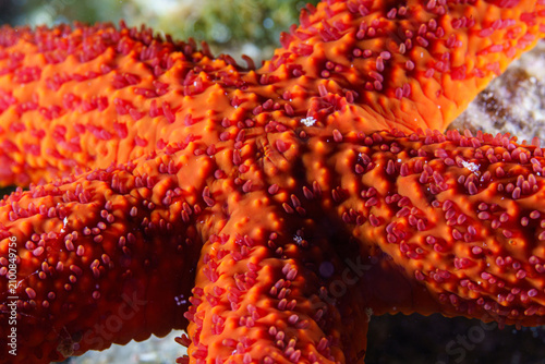 close up of red starfish