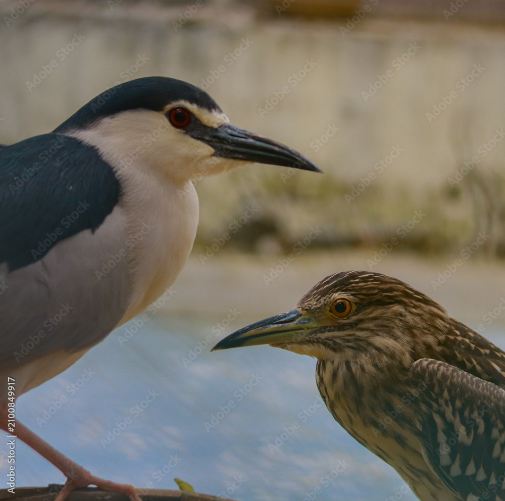 Fototapeta premium Adult and juvenile black-crowned night heron close-up portrait side view.