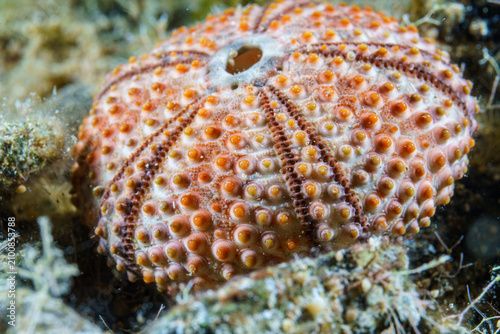sea urchin on a rock