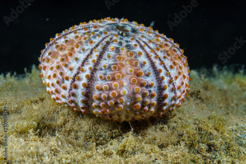 sea urchin shell
