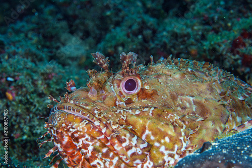 Fotografie scorpionfish macro
