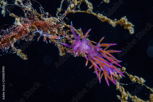 Bild auf Leinwand nudibranch flabellina