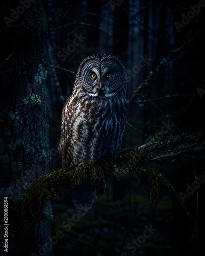 Great Gray Owl Perched in a Dark Mysterious Forest