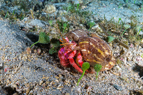 Fotografía close up of a hermit crab