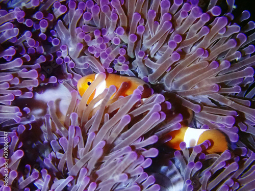 Konstfotografi Clown fish hiding in anemone