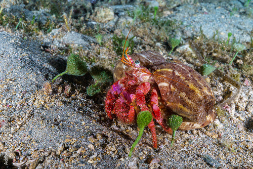red crab on the beach
