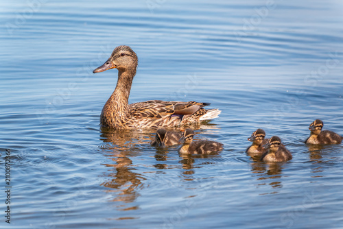 A family of ducks, a duck and its little ducklings are swimming in the water. The duck takes care of its newborn ducklings. Mallard, lat. Anas platyrhynchos