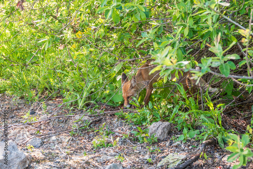 Εκτύπωση καμβά The red fox Vulpes vulpes walks along a path in the forest.