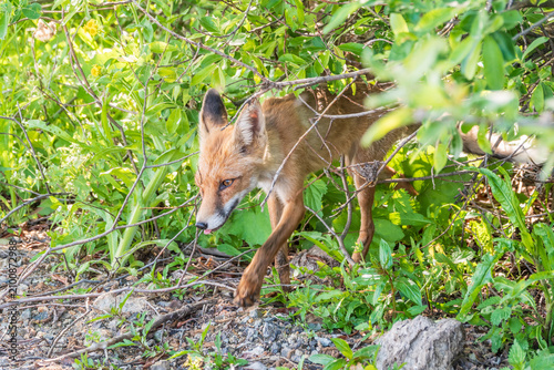 Tableau sur toile The red fox Vulpes vulpes walks along a path in the forest.