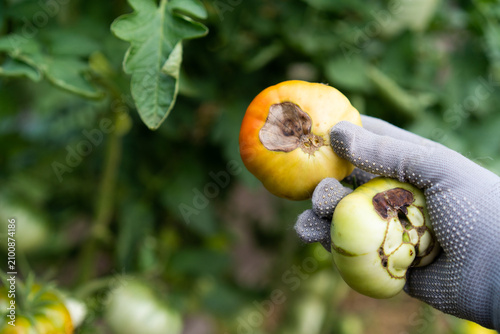 Hand holding tomatoes infected with blossom end rot
