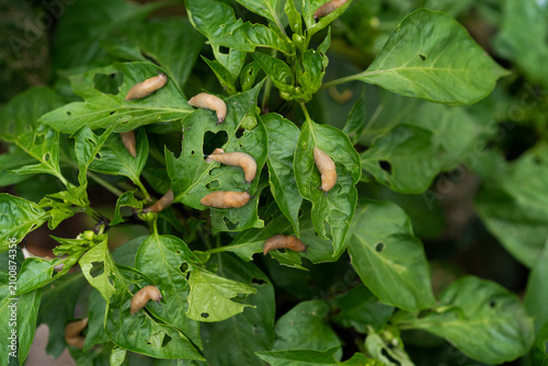 Картината върху платно Slugs feasting on green pepper plant leaves