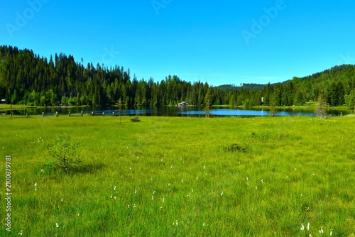 View of raised bog and Prebersee moor lake with a forest at the lake far side in Lungau, Niedere Tauern, Austria