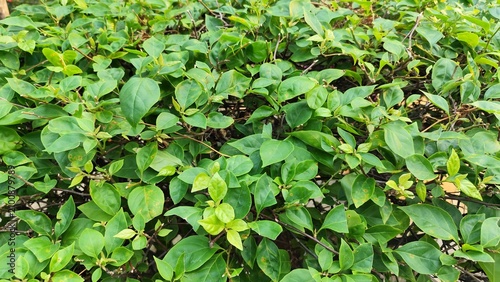 Foto Green bougainvillea leaves background with fresh foliage in natural garden