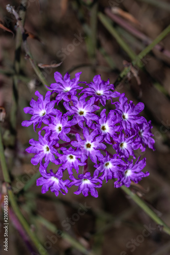 Moss or Desert Verbena (Glandularia aristigera) in the San Diego Area