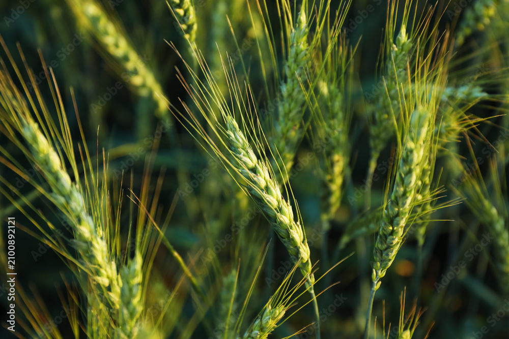 Obraz premium Beautiful ripening wheat spikes in field, closeup