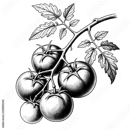 Hand Drawn Tomato Branch Botanical Illustration