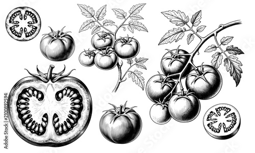 Set Of Hand Drawn Tomato Brunch Botanical Illustration