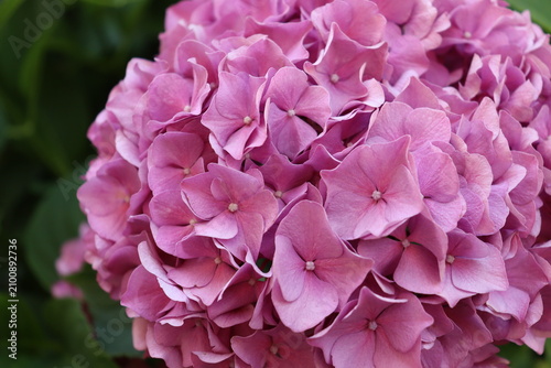 Close up of pink hydrangea petals with soft natural background