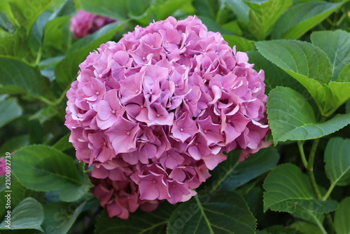 Pink hydrangea flower blooming in lush green garden during summer