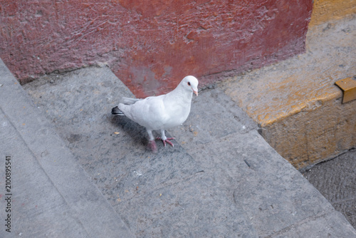 A beautiful white dove stands gracefully on concrete steps in Tequila, Jalisco, Mexico. The bird's pristine plumage contrasts with the rustic urban environment, highlighting nature's presence in town 