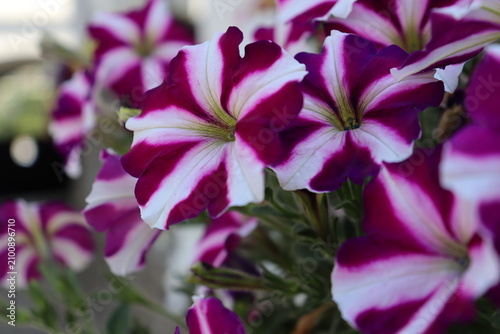 Close up of purple and white striped petunia flowers in bloom