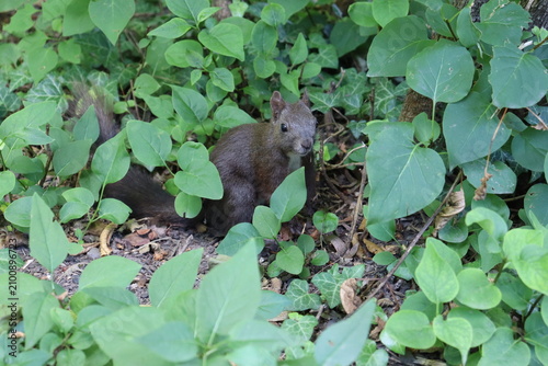 Curious squirrel hiding among lush green forest vegetation