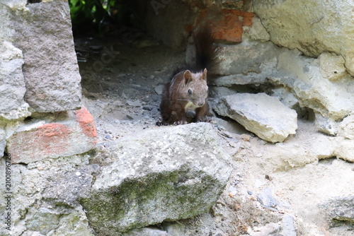 Wild squirrel exploring old stone ruins in natural surroundings