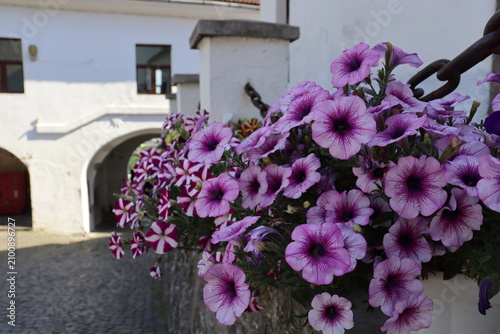 Pink petunia flowers decorating historic courtyard with white architecture